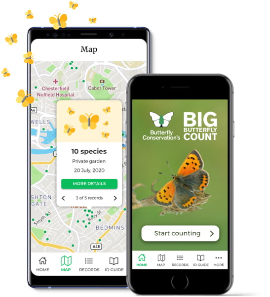Big butteryfly Count 2021 App on phone